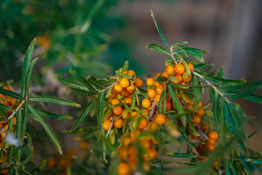 Ripe orange sea buckthorn berries growing on a branch- a Himalayan super fruit rich in omega-7, vitamin, and antioxidants. 