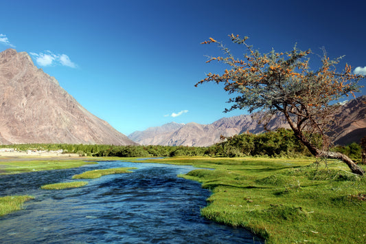 Himalayan landscape in ladakh with river flowing, green valley and snow-capped mountains - natural habitat of wild sea buckthorn