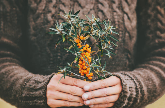 Himalayan sea buckthorn berries for Omega-7, metabolism and wellness by Cherker