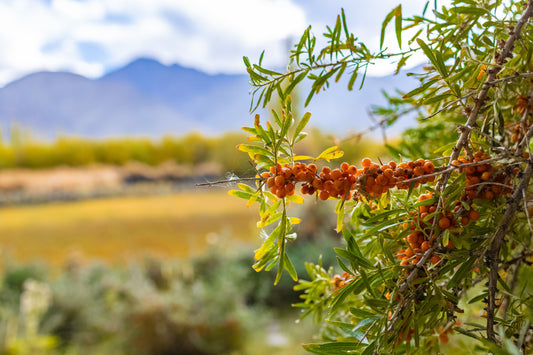 Ladakhi sea buckthorn berries for hair and scalp wellness