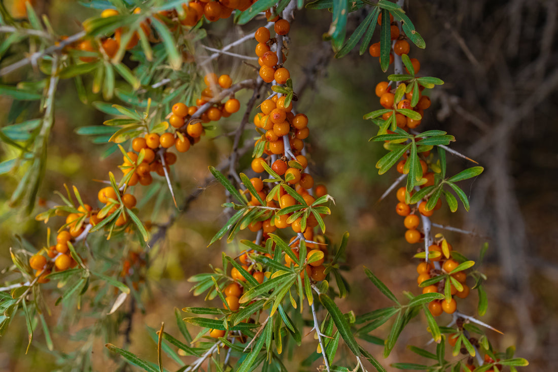 Sea buckthorn leaves and bright orange berries on a branch