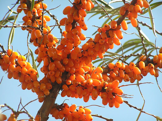 Ripe orange sea buckthorn berries growing on thorny branches in Nubra Valley, Ladakh